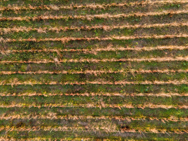 istock Vineyard in Early Winter From Directly Above 1291577509