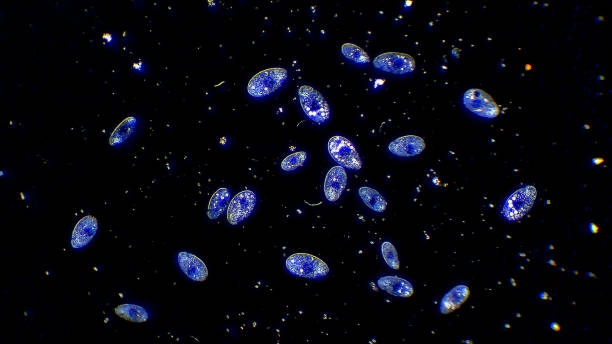 колония цилиатов микроорганизмов, плавающих в воде - paramecium стоковые фото и изображения