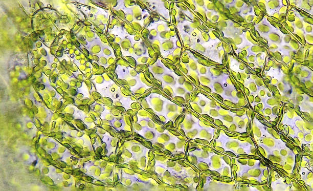 mikroskopische moosblätter - scientific micrograph fotos stock-fotos und bilder