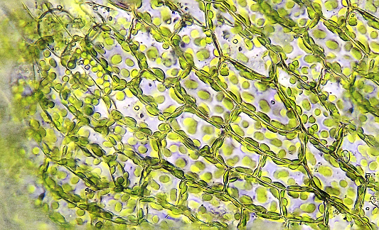Microscopic moss leafs