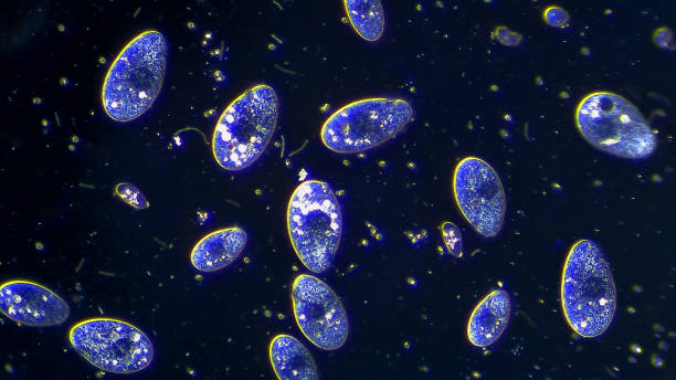 Colony of ciliates microorganisms floating in water Colony of ciliates microorganisms floating in water, microscopic magnification 20x ciliophora stock pictures, royalty-free photos & images
