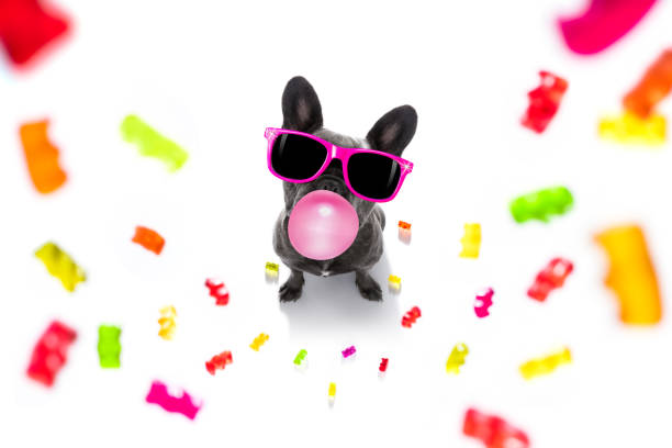 istock dog eating sweet candies or chewing bubble gum 1291578596