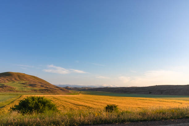 istock Yellow wheat field at sunrise 1291578651