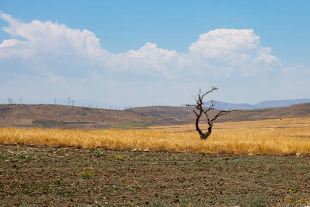 A dead tree in agricultural field. Yellow wheat field and a dead tree. Lack of water and drought theme.