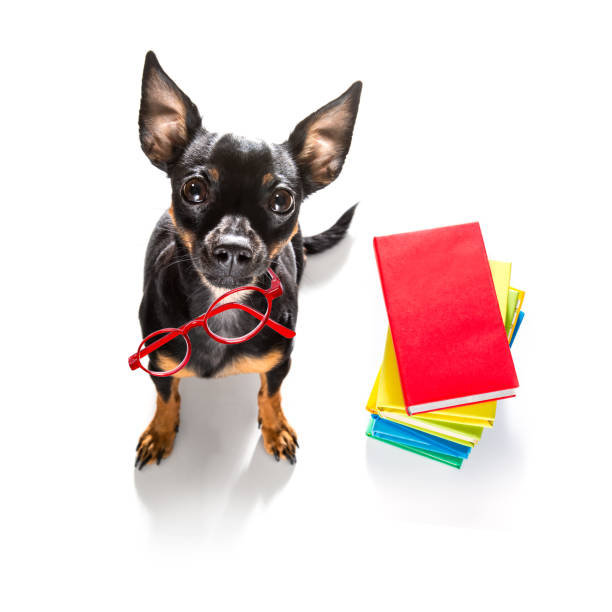 perro inteligente y libros - business training learning leadership fotografías e imágenes de stock