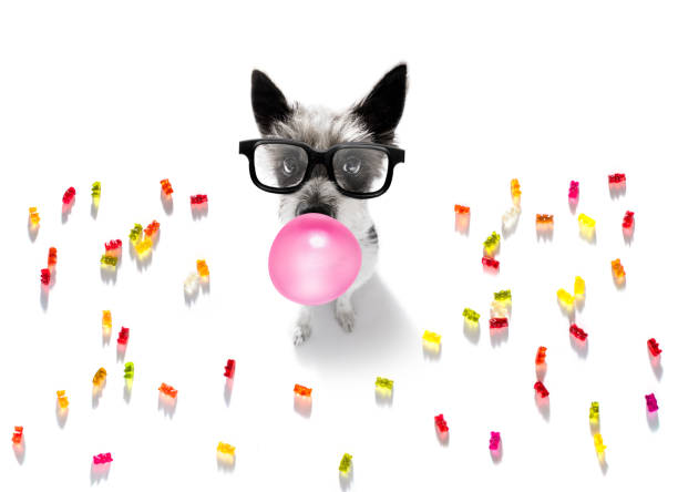istock poodle dog eating sweet candies 1291578771
