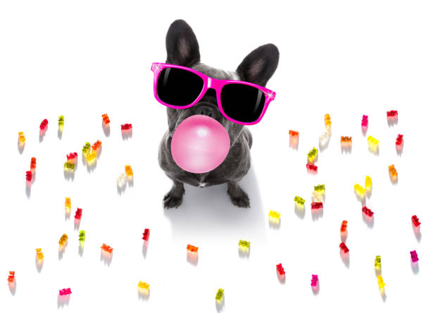 istock dog eating sweet candies 1291579484