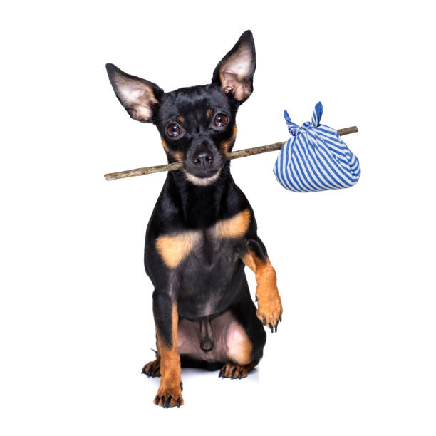 istock abandoned and lost dog 1291579538