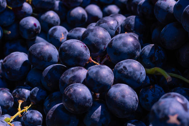 istock Bunch of blue grapes in focus. 1291579621
