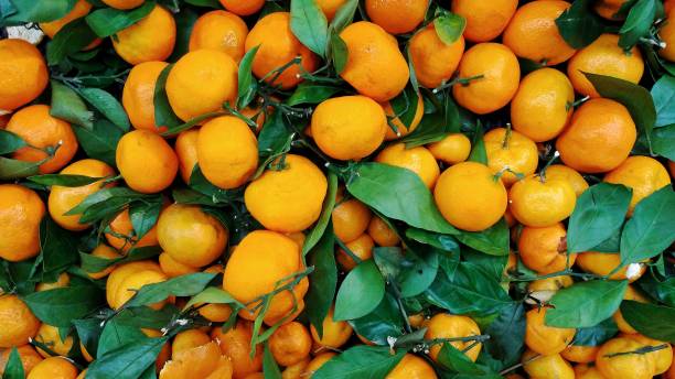 istock A collection of oranges that still have stalks 1291579987