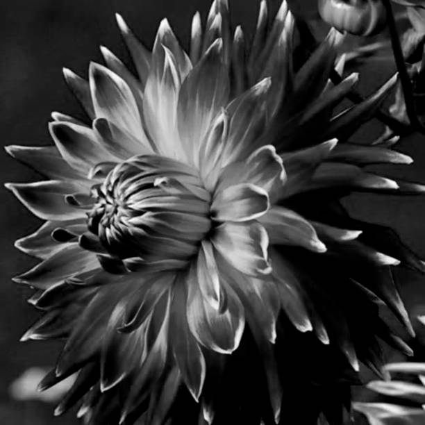 istock Dahlia black and white 1291580899