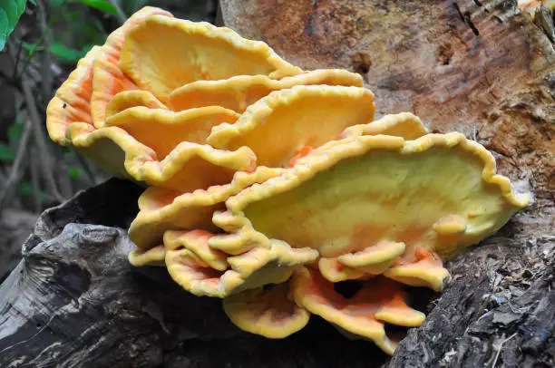 Photo of Chicken of the woods