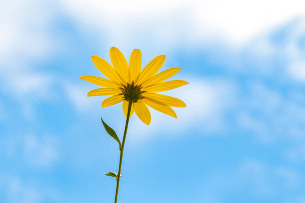 Yellow Helianthus blooming plant growing toward blue sky