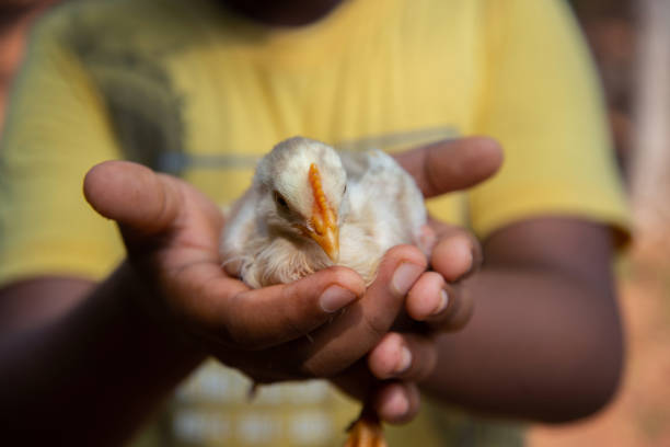 galinha na mão de menino - bird yellow child chicken - fotografias e filmes do acervo