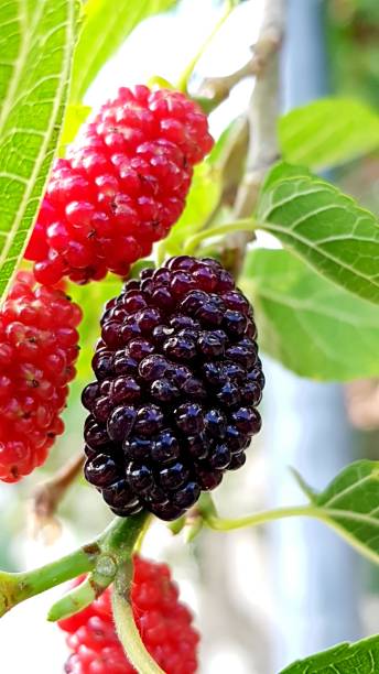 istock Black Mulberry on the branch 1291583243