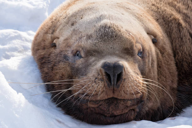 istock Sea Lion, head portrait 1291583929