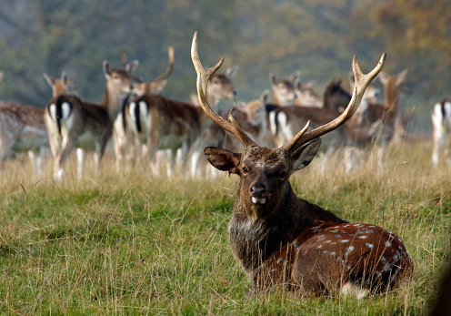 Male sika deer keeping an eye on his females