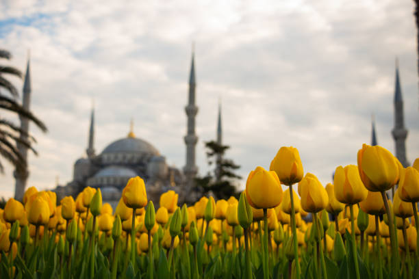 istock Yellow tulips and Sultanahmet Mosque 1291586645
