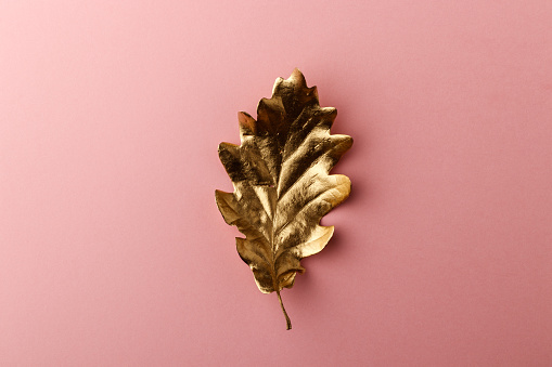 Golden Oak leaf. Golden leaf on pink background. Minimal autumn concept with copy space.