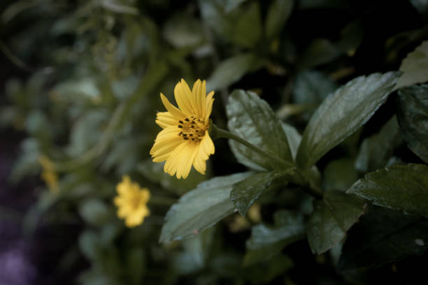istock Sun Flower in the forest 1291587427
