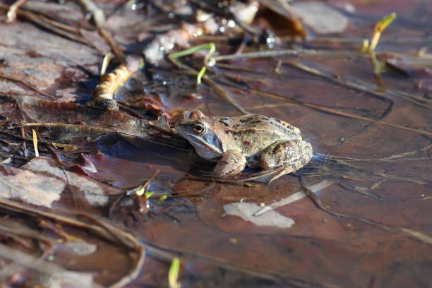 istock Rana arvalis. Swamp frog sits in a puddle in spring 1291591189