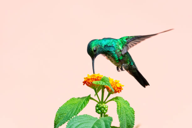 A Blue-chinned Sapphire hummingbird feeding on a wild Lantana bush with a plain background. Tropical bird in a garden. Hummingbird hovering in the air.  Birds and flowers. Wildlife in nature. blue chinned sapphire hummingbird stock pictures, royalty-free photos & images