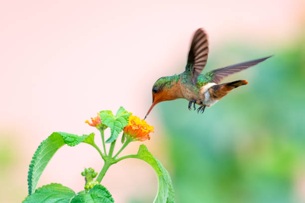 istock A female Tufted Coquette feeding on a wild Lantana bush. 1291591358