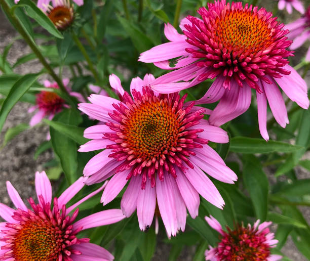 istock Close up of pink Echinacea flowers 1291592207