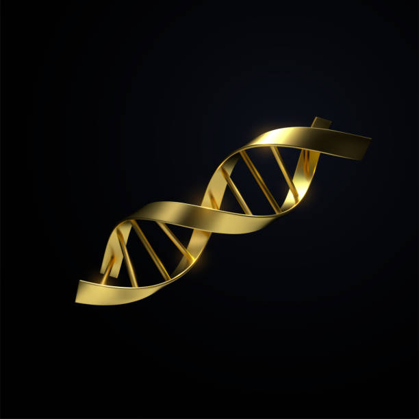 Golden DNA strand. Vector 3d illustration. Golden DNA strand. Vector 3d scientific illustration. Biotechnology or bio engineering concept. Genetic research sign. chromosome science genetic research biotechnology stock illustrations
