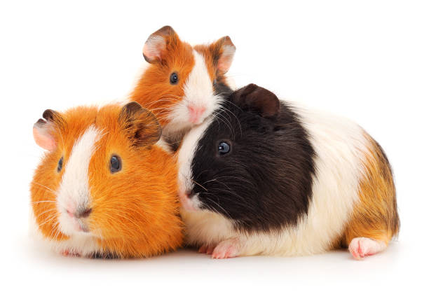 istock Guinea pig family isolated. 1291595069