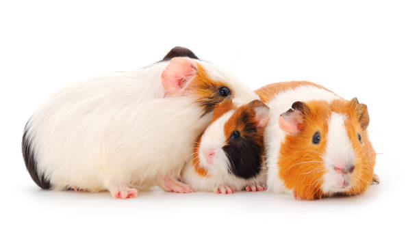 istock Guinea pig family isolated. 1291595078