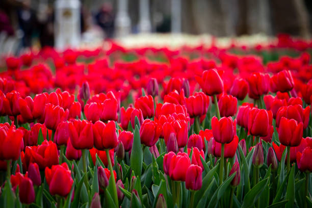 istock Red tulips in Gulhane Park 1291596041
