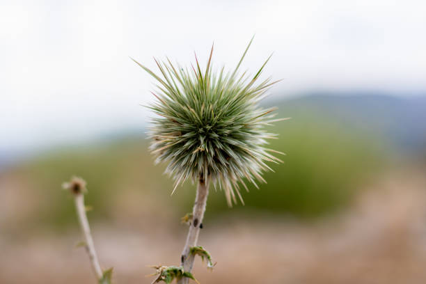 Spiked plant in the steppe in focus