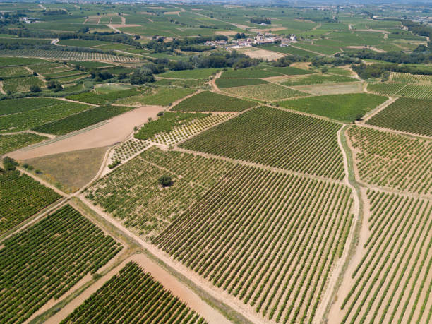istock Aerial view of vineyard plantations 1291596607
