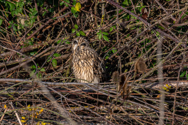 sowa krótkouszna, asio flammeus, grzęda w drzewach zimowych, opactwo waltham, essex, wielka brytania - owl clover zdjęcia i obrazy z banku zdjęć