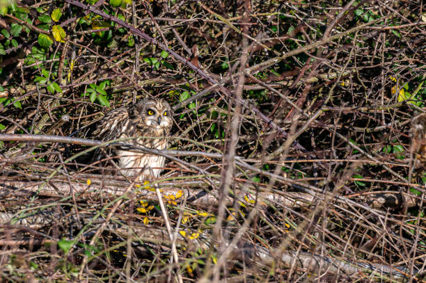 short-eared owl, asio flammeus, roost in winter trees, waltham abbey, essex, uk - owl clover imagens e fotografias de stock