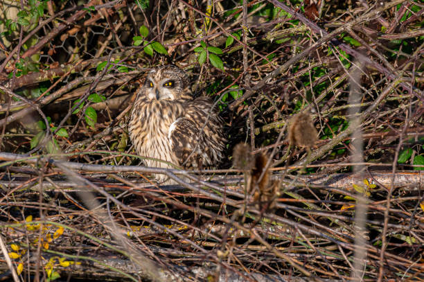 sowa krótkouszna, asio flammeus, grzęda w drzewach zimowych, opactwo waltham, essex, wielka brytania - owl clover zdjęcia i obrazy z banku zdjęć