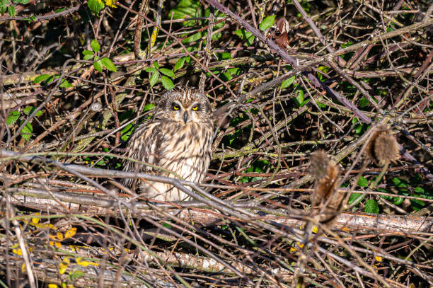 sowa krótkouszna, asio flammeus, grzęda w drzewach zimowych, opactwo waltham, essex, wielka brytania - owl clover zdjęcia i obrazy z banku zdjęć