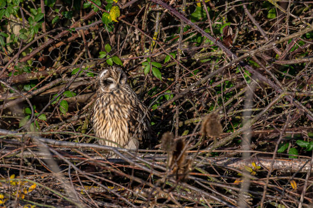 sowa krótkouszna, asio flammeus, grzęda w drzewach zimowych, opactwo waltham, essex, wielka brytania - owl clover zdjęcia i obrazy z banku zdjęć