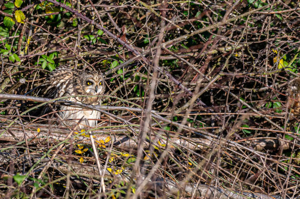 sowa krótkouszna, asio flammeus, grzęda w drzewach zimowych, opactwo waltham, essex, wielka brytania - owl clover zdjęcia i obrazy z banku zdjęć