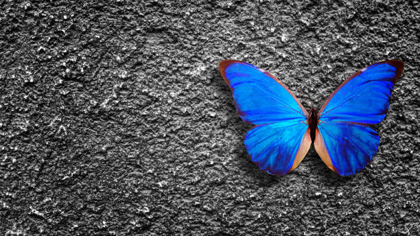 istock blue butterfly sits on a gray old wall 1291598380