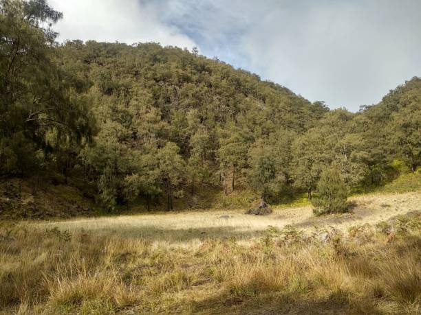 istock beautiful valley and meadow view 1291598386
