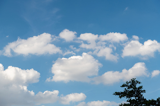 Branches and cloudy sky background.