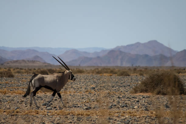 istock Running Gemsbok Oryx with mountains in the background 1291599247