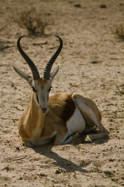 istock Closeup springbok lying in the sand 1291599926