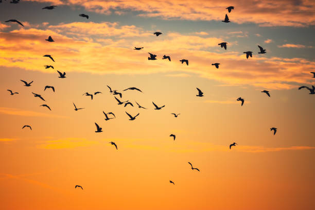 istock Flying birds and sunset sky with clouds 1291604400