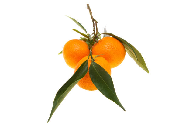 istock tangerines with leaves isolated 1291606471