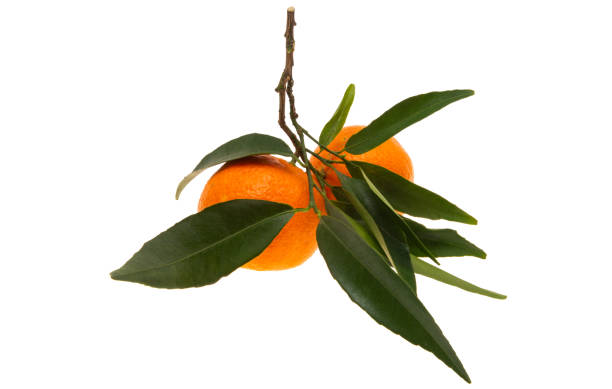 istock tangerines with leaves isolated 1291606545