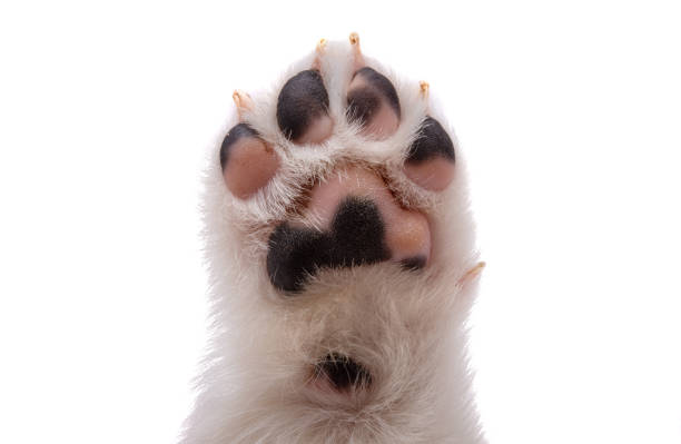 istock puppy paw isolated 1291608837