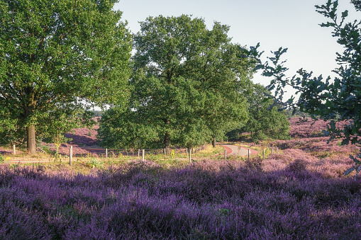 The heather fields in the Veluwe National Park during sunset in The Netherlands